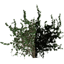 Corner out Hedera helix B spring summer autumn