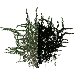 Corner out Hedera helix C spring summer autumn