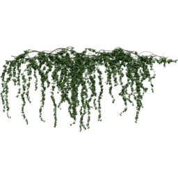 Hanging Hedera helix B spring summer autumn