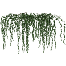 Hanging Hedera helix C spring summer autumn