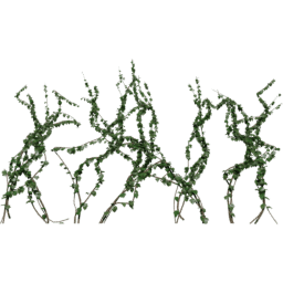 Loose Hedera helix B spring summer autumn