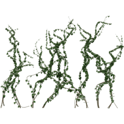 Loose Hedera helix C spring summer autumn