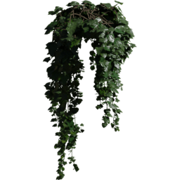 Pot Hedera helix A spring summer autumn