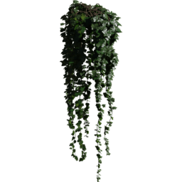 Pot Hedera helix B spring summer autumn