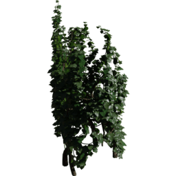 Tree Hedera helix A spring summer autumn