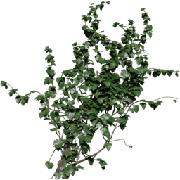 Wall diagonal Hedera helix A spring summer autumn