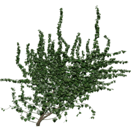 Wall diagonal Hedera helix B spring summer autumn