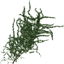 Wall diagonal Hedera helix C spring summer autumn