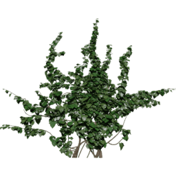 Wall Hedera helix A spring summer autumn