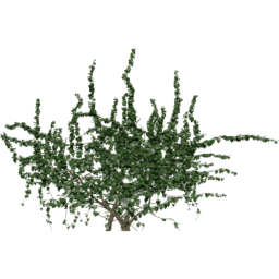 Wall Hedera helix B spring summer autumn