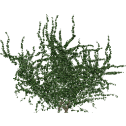 Wall Hedera helix C spring summer autumn