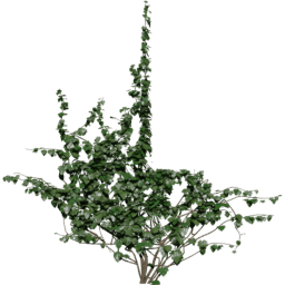 Window down Hedera helix A spring summer autumn