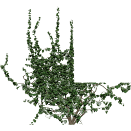 Window down Hedera helix B spring summer autumn