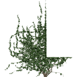 Window down Hedera helix C spring summer autumn