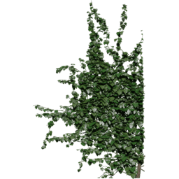 Window up Hedera helix B spring summer autumn