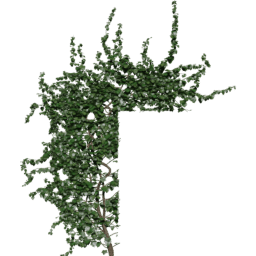 Window up Hedera helix C spring summer autumn