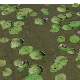 Lilypads Mixed blooming B spring summer