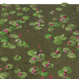 Lilypads Nymphaea blooming A spring summer