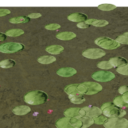 Lilypads Victoria blooming B spring summer