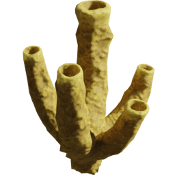 Aplysina fistularis A spring summer autumn winter