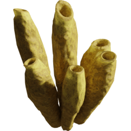 Aplysina fistularis B spring summer autumn winter