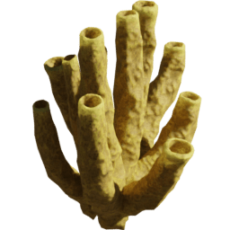 Aplysina fistularis D spring summer autumn winter