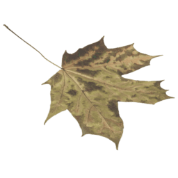 Acer saccharum A autumn