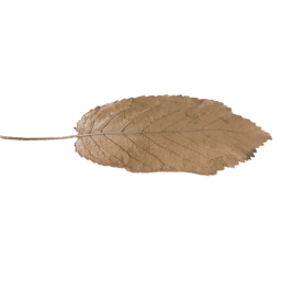 Fagus sylvatica A autumn