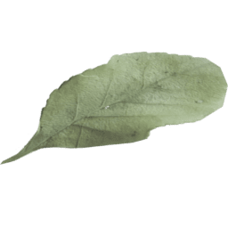 Fagus sylvatica A spring summer autumn winter