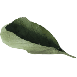 Fagus sylvatica B spring summer autumn winter