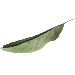 Fagus sylvatica C spring summer autumn winter