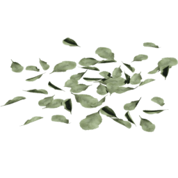 Group Fagus sylvatica A spring summer