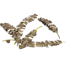 Musa acuminata A spring summer autumn