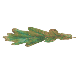 Quercus robur A autumn