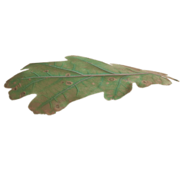 Quercus robur B autumn