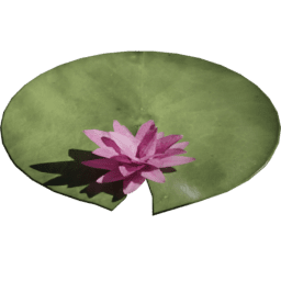 Blooming Nymphaea alba A spring summer