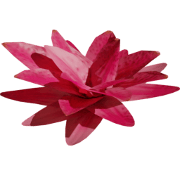 Flower Nymphaea alba A spring summer