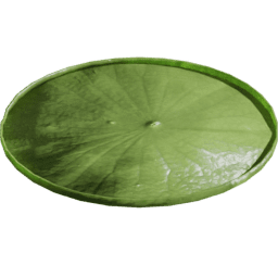 Victoria amazonica B spring summer