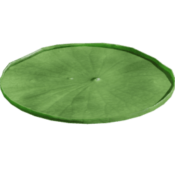 Victoria amazonica C spring summer