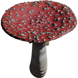 Amanita muscaria A spring summer autumn winter
