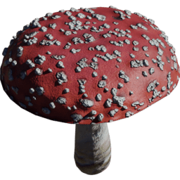 Amanita muscaria B spring summer autumn winter