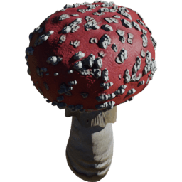Amanita muscaria C spring summer autumn winter