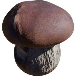 Boletus edulis C spring summer autumn winter