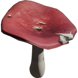 Russula emetica A spring summer autumn winter