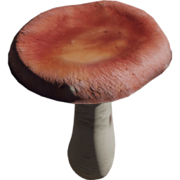 Russula emetica B spring summer autumn winter