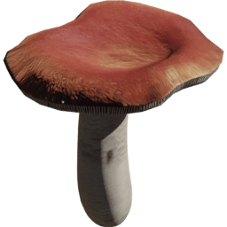 Russula emetica C spring summer autumn winter