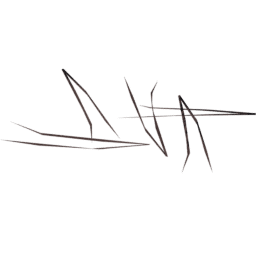 Pinus ponderosa A spring summer autumn