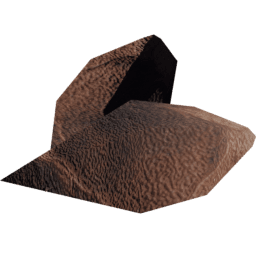 Needle Pinus ponderosa A spring summer autumn