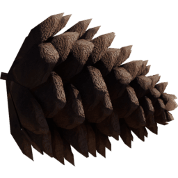 Pinus ponderosa A spring summer autumn