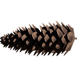 Pinus ponderosa B spring summer autumn